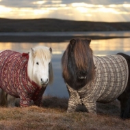 ზამთრის ტანსაცმელში გამოწყობილი ცხოველები