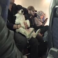 ცხოველები თვითმფრინავით მგზავრობისას 