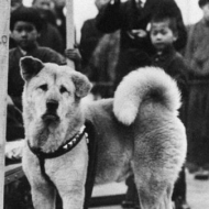 მსოფლიოში ყველაზე ერთგული ძაღლის, ჰაჩიკოს იშვიათი ფოტოები