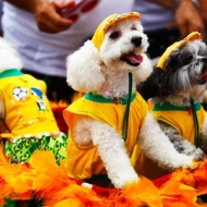 ძაღლების კარნავალი რიო-დე-ჟანერიოში