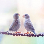თუთიყუშების ”სიყვარულის ფოტოისტორია”, რომელიც გულს ათბობს!