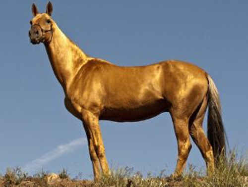 ახალტეკინური ცხენი-თურქმენეთის ნაციონალური სიამაყე