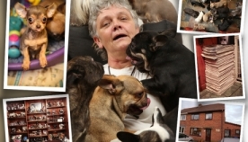 ქალი მემკვიდრეობას თავის 41 ძაღლს უტოვებს