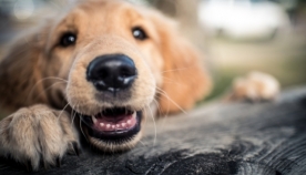 ძაღლებს შეუძლიათ ღიმილი