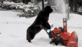 ძაღლი თოვლის საწმენდი ხელსაწყოს დახმარებით ეზოს ასუფთავებს (+ვიდეო)