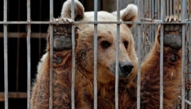 მოსულის ზოოპარკში მიტოვებული ლომი და დათვი გადაარჩინეს