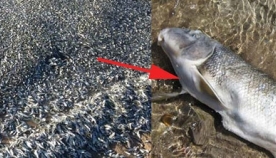 ზღვამ 4,000-ზე მეტი მკვდარი თევზი ნაპირზე გამორიყა