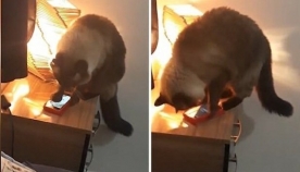 მზრუნველი კატა მაღვიძარას ყოველ დილით ხმას ურთავდა, რათა პატრონს არ გაეღვიძა (სახალისო ვიდეო)