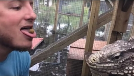 იგუანას გამოკვების ყველაზე საშიში მეთოდი (+ვიდეო)