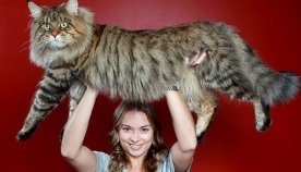 ჩვენი უზარმაზარი კატები (+ფოტო)