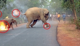 მამაკაცების ჯგუფი დედა სპილოს და მის პატარას ფიზიკურად უსწორდებიან