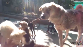 ლეკვებმა ინვალიდ ძაღლს სიცოცხლის ხალისი დაუბრუნეს (+ვიდეო)