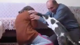 კატა წინააღმდეგობას უწევს მამაკაცს, რომელიც საკუთარ ცოლს სცემს (+ვიდეო)