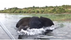 სპილომ მომაბეზრებელი ტურისტები ტერიტორიიდან გაყარა (+ვიდეო)