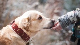 რას შეიგრძნობენ ძაღლები ნივთის ყნოსვის დროს და როგორ პოულობენ დაკარგულ ადამიანებს?
