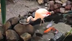 ზოოპარკში ტურისტმა ვიდეოზე გადაიღო, თუ როგორ აჭმევს ფლამინგო თევზებს (სახალისო ვიდეო)