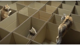როგორ გამოიყურება "კატების სამოთხე" (სახალისო ვიდეო)