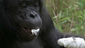 შიმპანზემ კოცონი დაანთო და სადილი მოიმზადა (+ვიდეო)