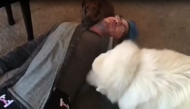 ძაღლების და კატების რეაქცია, როდესაც პატრონი სიკვდილის იმიტირებას ახდენს (ემოციური ვიდეო)
