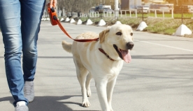 თბილისში ძაღლების გასასეირნებელი სპეციალური ადგილები მოეწყობა