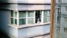 "გამარჯობა, მეზობელო!"- მეგობრული ჰასკი მამაკაცის ყმუილს პასუხობს (სახალისო ვიდეო)