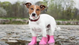 აუცილებელია თუ არა ზოგიერთი ჯიშის ძაღლისთვის ზამთარში ფეხსაცმლის ჩაცმა