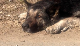 კიდევ ერთი ”თბილისელი ჰაჩიკო” - ძაღლი, რომელიც ოჯახის სითბოსა და სიყვარულს დარაჯობს და სიცოცხლის ბოლომდე უდარაჯებს
