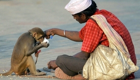  ორასმა ინდოელმა დაღუპულ მაიმუნზე გლოვის ნიშნად თავი გადაიხოტრა 