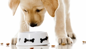 რომელი საკვებია რეკომენდირებული თქვენი ძაღლისთვის?