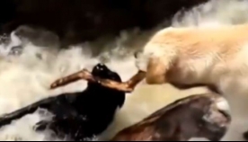 გმირობის 10 მაგალითი, რომლებიც ცხოველების ერთგულებაში დაგარწმუნებთ (ემოციური ვიდეო)