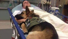 სამხედრო ძაღლი კლინიკაში დაჭრილ ჯარისკაცს არ ტოვებს