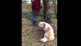 ქართველმა მონადირეებმა ტყეში მოკლე მავთულით ხეზე დაბმული ძაღლი იპოვეს  (ემოციური ვიდეო)