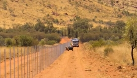კატებისგან მცირე ზომის ცხოველების დასაცავად ავსტრალიაში ყველაზე გრძელი ღობე აშენდა (+ვიდეო)