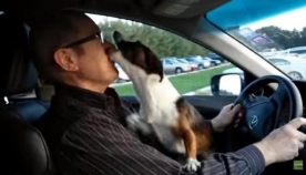ძაღლი მიხვდა, თუ სად მიჰყავდა პატრონს და სიხარულისგან "გაგიჟდა" (სახალისო ვიდეო)