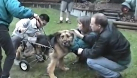 ძაღლის, სახელად ჯუდი, უმძიმესი ისტორია საოცრად ბედნიერი დასასრულით (+ვიდეო)
