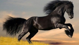 10 ყველაზე ძვირად ღირებული ცხენი მსოფლიოში