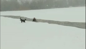 გოგონა გაყინულ ტბაში ძაღლის გადასარჩენად ჩახტა (+ვიდეო)