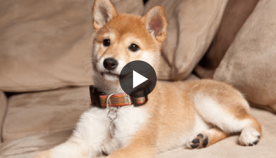 პატრონი ძაღლს დაბალ ხმაზე ყეფას სთხოვს, ვერავინ წარმოიდგენს, რას აკეთებს ამ დროს ცხოველი (+ვიდეო)