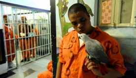 ციხე, სადაც თუთიყუშებს უვლიან
