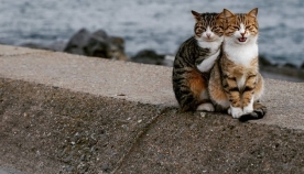 ფოტომ, სადაც უპატრონო "შეყვარებული კატები" პოზირებენ, სოციალური ქსელი დაიპყრო
