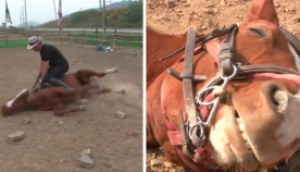 ცხენს იმდენად არ უნდოდა მუშაობა, რომ პატრონის დანახვისას თავი მოიმკვდარუნა (სახალისო ვიდეო)