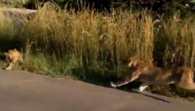 დედა ლომი ბოკვერს საფრთხისგან იცავს (+ვიდეო)