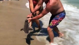 მაშველმა ნაპირზე გამორიყული ცოცხალი ზვიგენი ხელში აიყვანა და... (+ვიდეო)