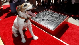 ჰოლივუდის მსახიობი ძაღლი, სახელად უგი, 13 წლის ასაკში გარდაიცვალა