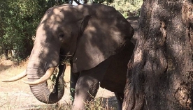 სპილო ძლიერი ტკივილისგან ხეს თავით ეჯახებოდა... მიზეზი 2 დღის შემდეგ გაირკვა