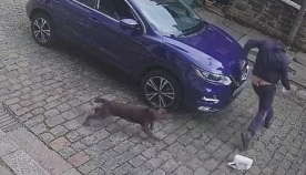 პიცის დამტარებელი ძაღლმა ისე შეაშინა, რომ ლამის შარვალი გასძვრა (+ვიდეო)