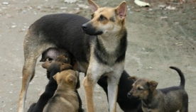 თბილისში 43 ათასი მიუსაფარი ძაღლია, ცხოველების გამრავლების კონტროლის მიზნით კანონში შესაძლოა, ცვლილებები შევიდეს