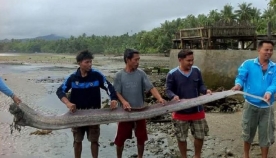 ”ზღვის გველეშაპი” - ფილიპინებზე გიგანტური ქაშაყების მეფე აღმოაჩინეს (+ვიდეო)