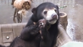მზის დათვი, ანუ მალაიური დათვის ბელი ლაილა (+ვიდეო)