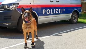 იმისათვის, რომ თათები არ დაეწვათ: ავსტრიაში ძლიერი სიცხის გამო, პოლიციაში მომსახურე ძაღლებს ფეხსაცმელი ჩააცვეს